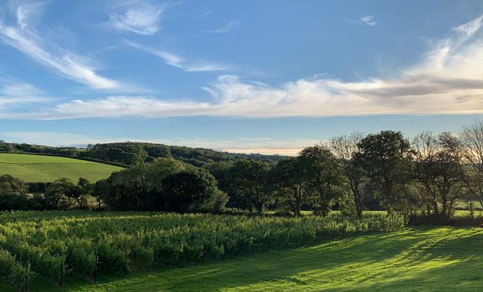 Late summer sunset over Velfrey Vineyard